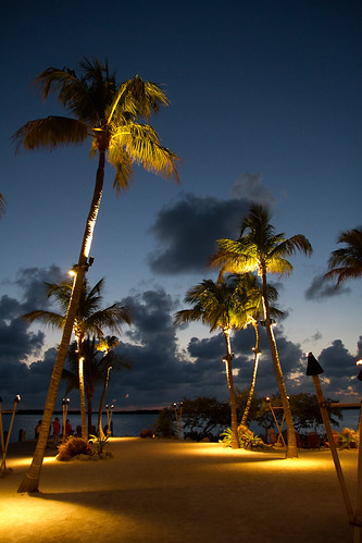 beach night florida palmtrees