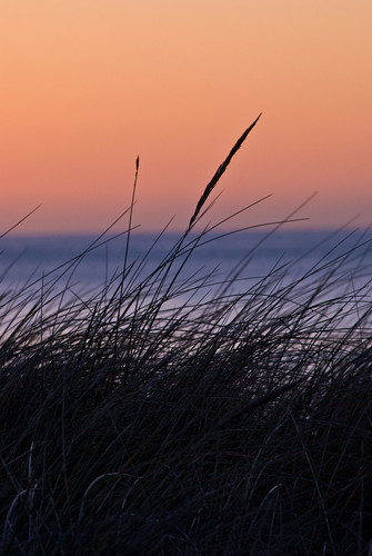 sunset grasses shetland