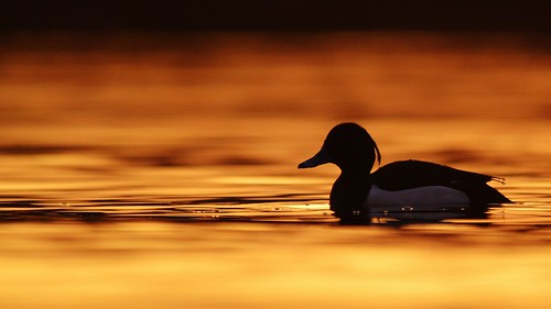 sunset bird water golden duck lough tufted aythya fuligula neagh