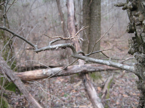 winter tree bark twig hackberry warty celtis occidentalis