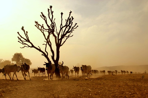 sunset india animals landscape village desert cattle cows shepherd wideangle turban herd jaipur rajasthan godhooli