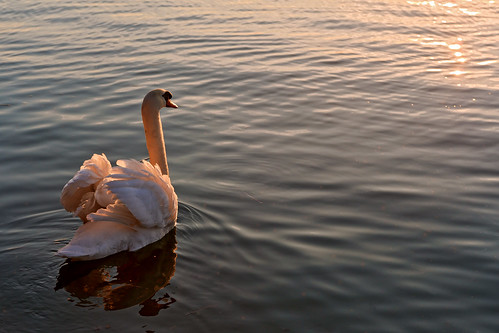sunset white lake bird water swimming switzerland swan nikon floating zürich rapperswil d700