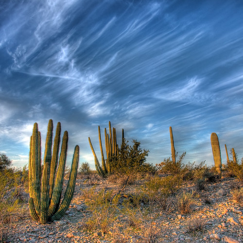 arizona cactus sky clouds sunrise desert border sonoran paintbrush hdr nationalmonument wisp saguarocactus organpipecactus organpipecactusnationalmonument vertorama