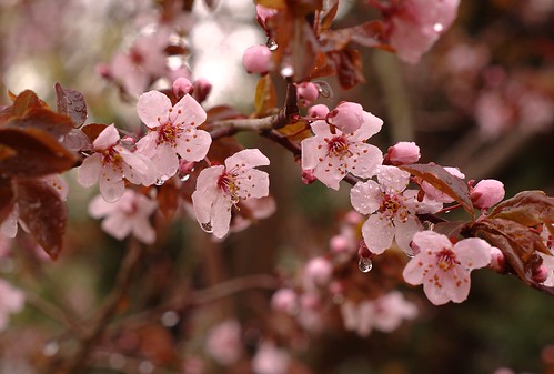 tree rain drops spring pennsylvania blossoms plumtree berkscounty earltownship