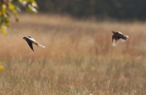 county texas flight american western americankestrel kestrel falco meadowlark falcosparverius westernmeadowlark sturnellaneglecta sparverius neglecta sturnella somervell 11122008