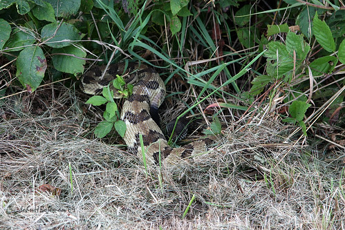 summer animals virginia parks august nationalparks snakes 2009 blueridgeparkway reptiles smallanimals rattlesnakes canon24105l augustacounty virginiamountains august2009 bigspymountainoverlook
