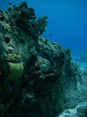 Great Coral at Grote Knip