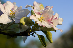 Sunrise Apple Blossom