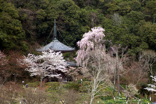 flower japan cherry geotagged temple spring 桜 日本 花 nara 寺 yoshino 奈良 春 吉野 geo:lat=3436460713556493 geo:lon=135867830067873