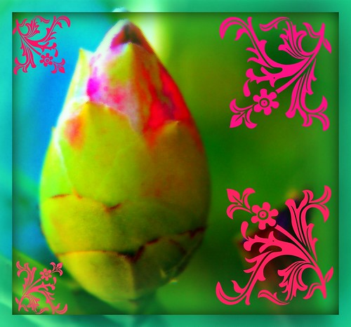 pink blue green leaves glow bokeh stamps turquoise framed bud camillia