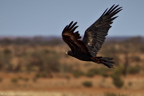wild nature animal flying wings action au flight australia avian northernterritory wedgetailedeagle eaglehawk aquilaaudaxmbird