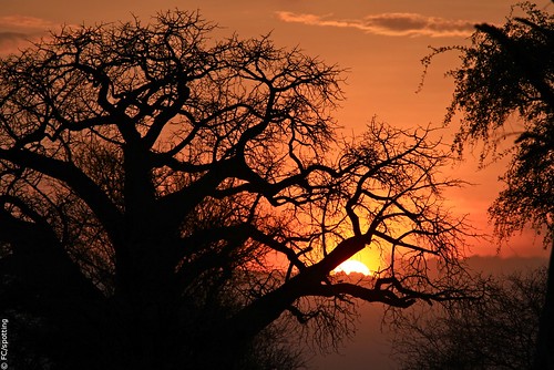africa sunset tanzania florence african east safari coucherdesoleil baobab tarangire afrique tansania tanzanya tanzanie impressedbeauty tansaania tanzanija танзания タンザニア تنزانيا 탄자니아 τανζανία 坦桑尼亞 tanzānija танзанија tanzāniyā tanżanja