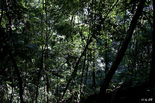 jungle mexiko 2010 lacandon mexiko2010