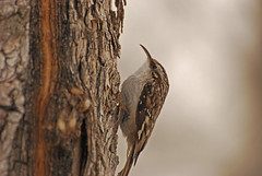 Brown Creeper - Project 365 Day 49