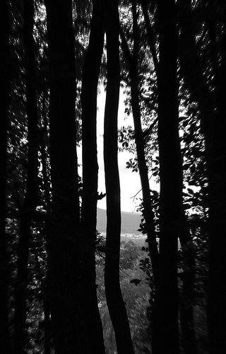 tree forest photo nikon entre session through foret arbre d40 atravers