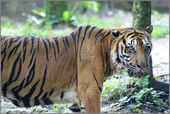 Bumi, the Sumatran Tiger (Panthera tigris sumatrae)