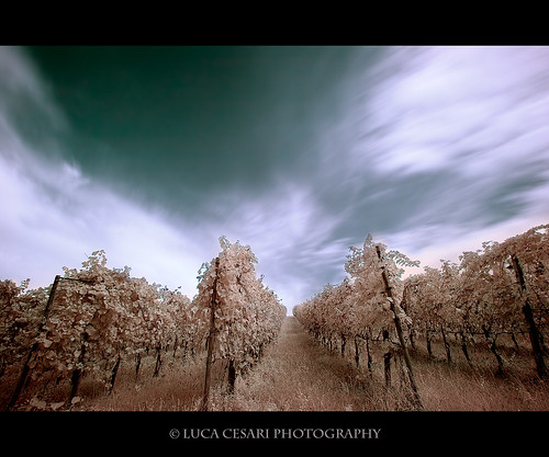 sky italy clouds canon landscape ir italia weekend dramatic cielo infrared vitis falsecolor viti efs1022mm hoyar72 400d sancolombanoallambro lucaeos