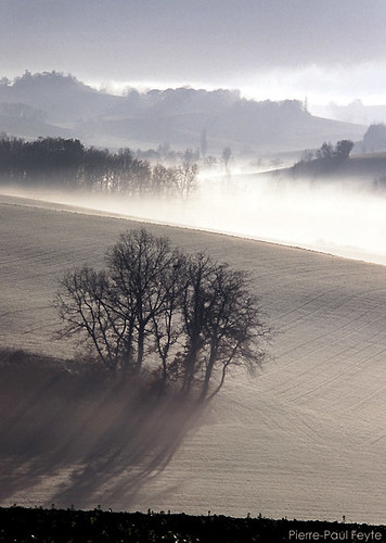 trees fog arbres paysage campagne brouillard brume gascony bosquet potofgold gers cantero
