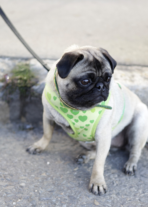 pug with green harness