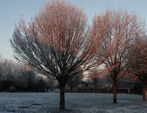 trees winter sunrise soleil frost hiver arbres lever givre olibac olympussp560uz