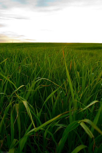 sunset summer sun field john landscape dusk farming grain agriculture demke