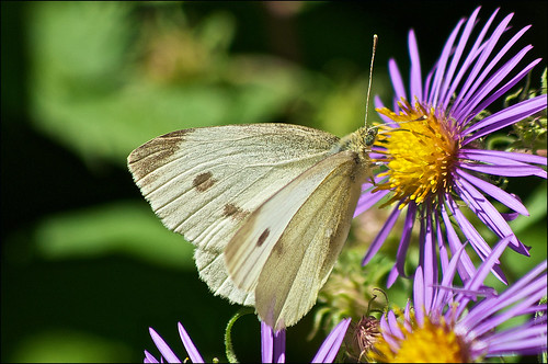 flower female butterfly pierisrapae cabbagewhite newenglandaster asternovaeangliae