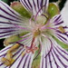 Geranium renardii, close-up