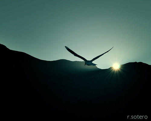 chile wild sky sun bird sol animal sunrise fly pássaro atacama antofagasta sotero rsotero