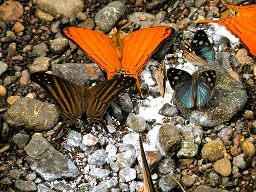 nature butterfly costarica hotelvillalapas vacation2009 tarcolitoriver