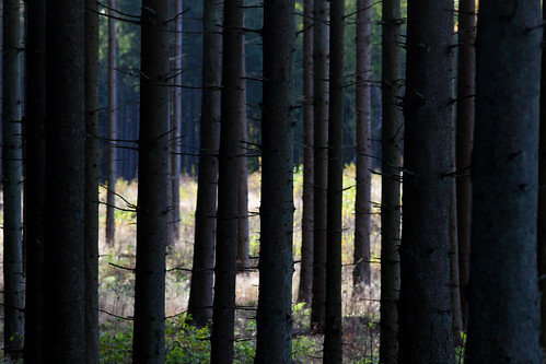 tree nature forest sweden schweden skog trunk sverige halmstad halland suéde svezia flintarp