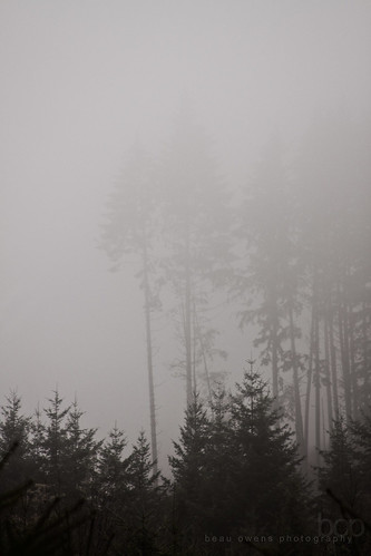 tree nature weather silhouette fog skyline oregon forest landscape photography soft moody gloomy ethereal pacificnorthwest stark treetop lanecounty beauowens