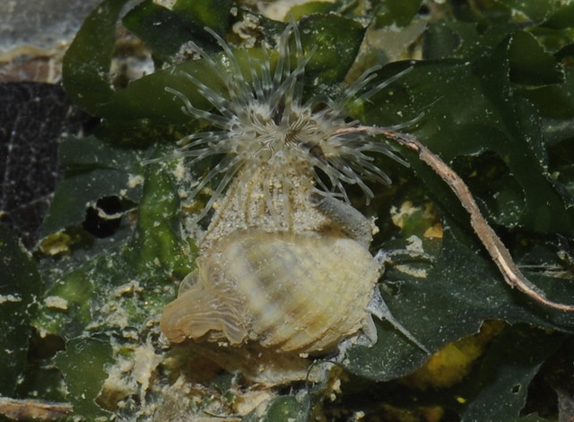 Snail-hitching sea anemone on a living snail
