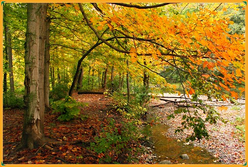 autumn ontario canada fall leaves londonontario