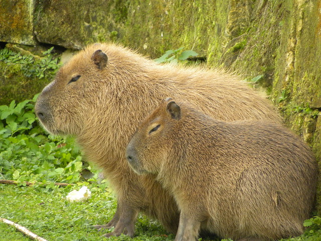 Capibara | Explore Tim Sträter's photos on Flickr. Tim Strät… | Flickr ...