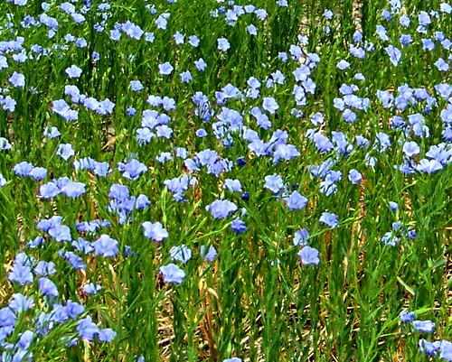 blue canada flower color colour green purple farm progress sk prairie saskatchewan agriculture 2009 flax 2000s canadagood