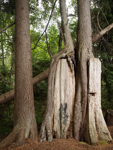 trees camp strange washington gimp growth orcasisland ymca ep1 orkila 17mm camporkila zd presidentchannel olympusep1