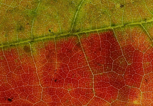 autumn macro geotagged leaf