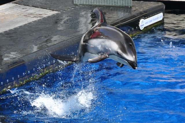 Dolphin at Vancouver Aquarium