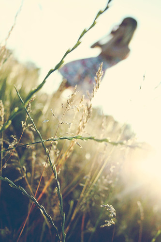 flowers sunset summer sun girl field sunshine happy evening dance wheat dream bridget prarie