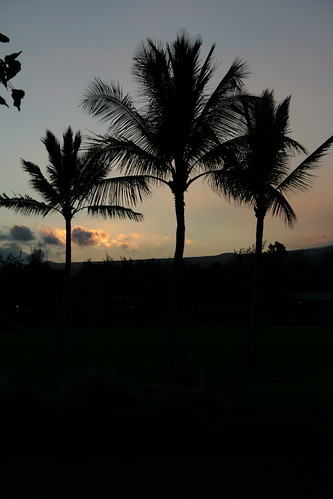 blue shadow orange leaves silhouette clouds sunrise gold hawaii pretty palm palmtree bigisland