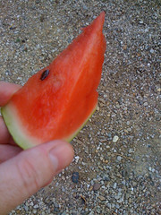 Melon - Photo of Montdurausse