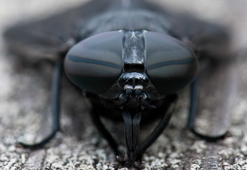 eyes 365 horsefly tabanidae