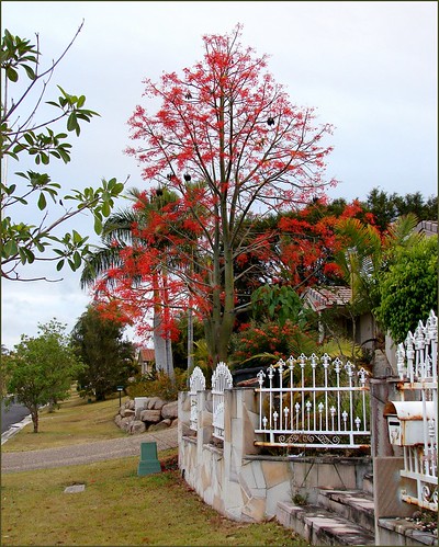 illawara Flame Tree