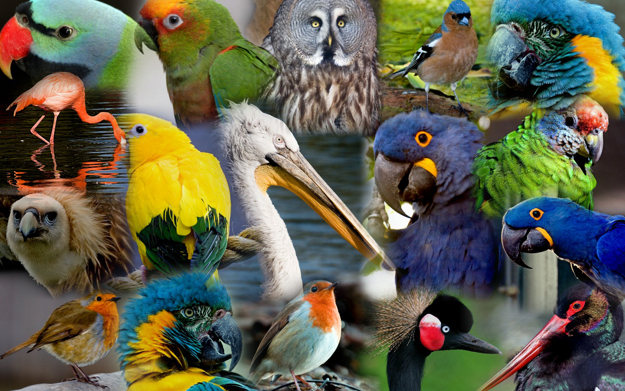 Сколько птиц в мире. Много птиц. Разноцветные птицы. Удивительный мир птиц. Экзотические птицы.