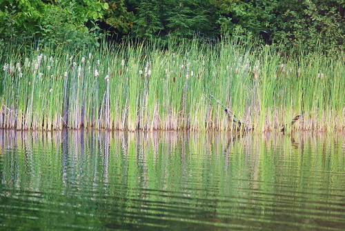 county lake wisconsin reeds iron sony mercer wi a300