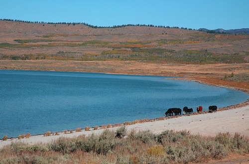 lake water scenery cattle cows scenic wyoming