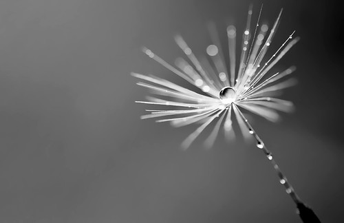 light shadow blackandwhite macro nature rain closeup drop dandelion tamron 90mm