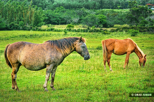 horses horse macro animal rio silver geotagged grande pentax portoalegre tur porto 25 pro cavalos alegre poa rs vivitar cavalo riograndedosul f25 sul equus series1 105mm rgs cambará eqüídeos haras caballus efex k20d pentaxk20d vivitar105mmf25series1macro cambarátur geo:lat=30203449 geo:lon=51084194