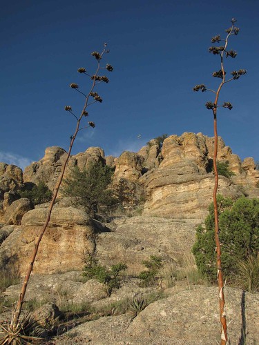 flowers arizona usa mountains landscapes desert unitedstatesofamerica gps 2009 coronadonf
