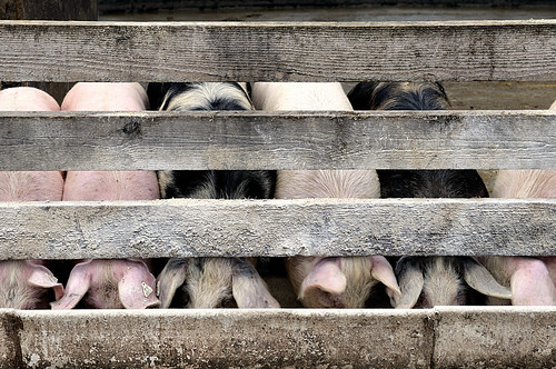 geotagged pig feeding farm bigmomma piggery hochburg challengeyouwinner marcoferreri staatsdomäne geo:lat=48119071 geo:lon=7895442